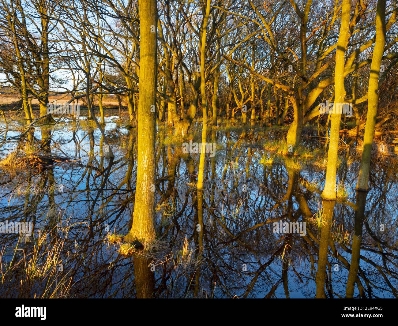 Quercus robur - Oak  woodland flooded by high rainfall  near the Norfolk broads February winter Stock Photo