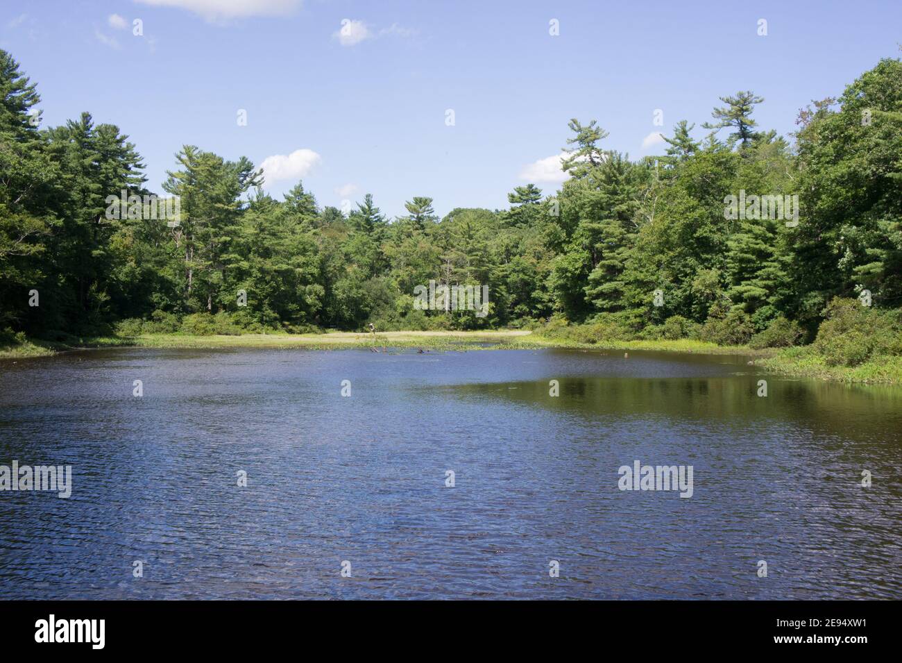 Gordon Pond at Norris Park, Norwell, ma. It's in conservation land