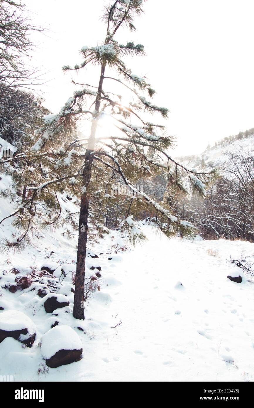 Vertical shot frozen pine hi-res stock photography and images - Alamy