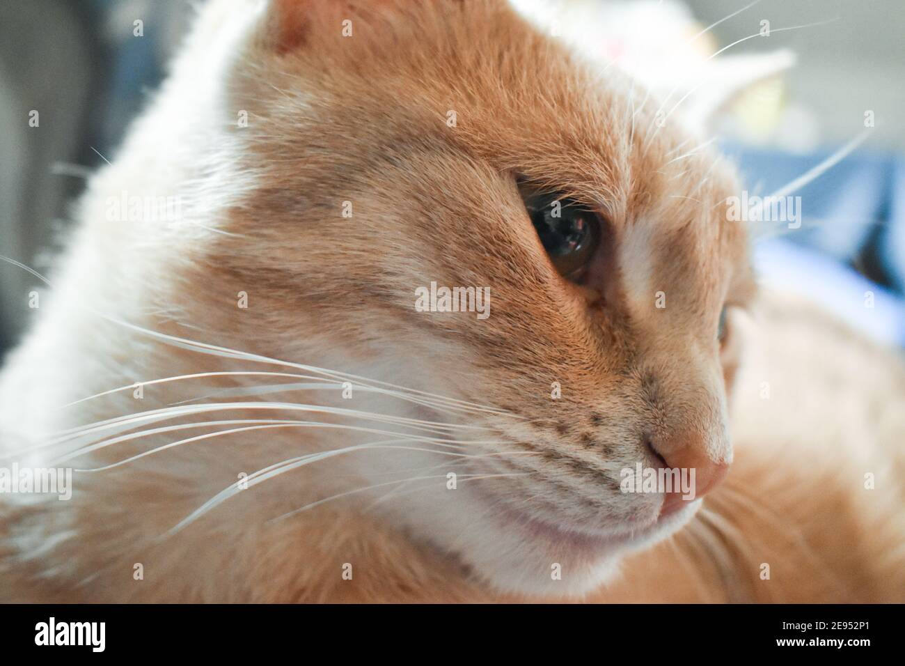 Cute ginger cat indoors Stock Photo