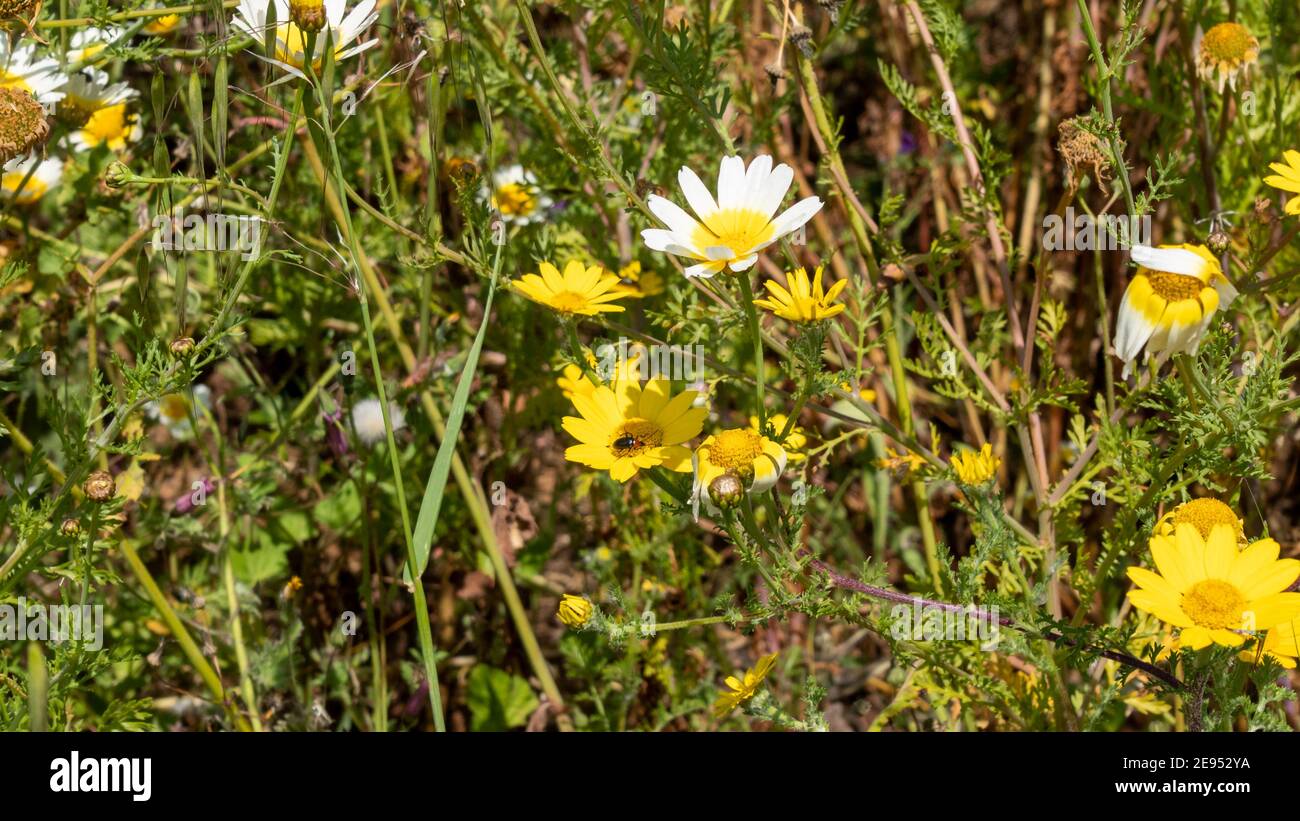 Wild yellow daisies visited by a beetle Stock Photo