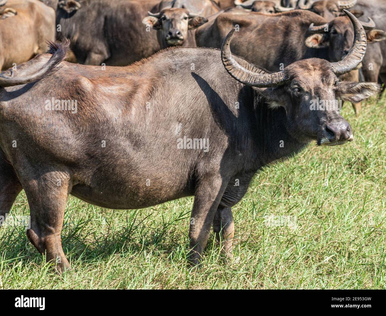 Herd of Water buffaloes in Minneriya National Park in Sri Lanka. Close up. Stock Photo