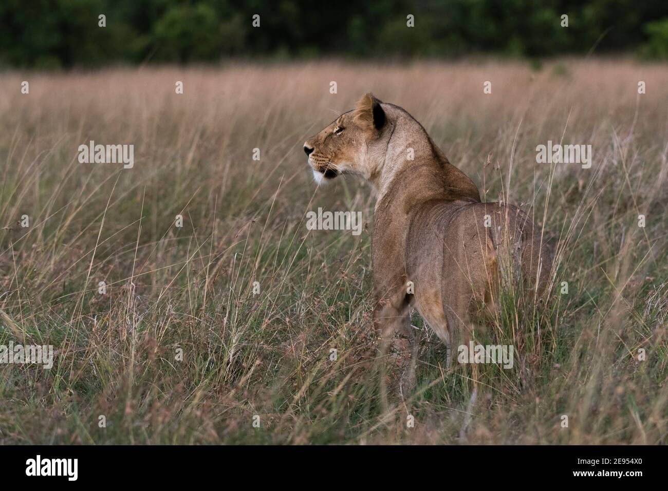 Lioness (Panthera leo), Masai Mara, Kenya Stock Photo - Alamy