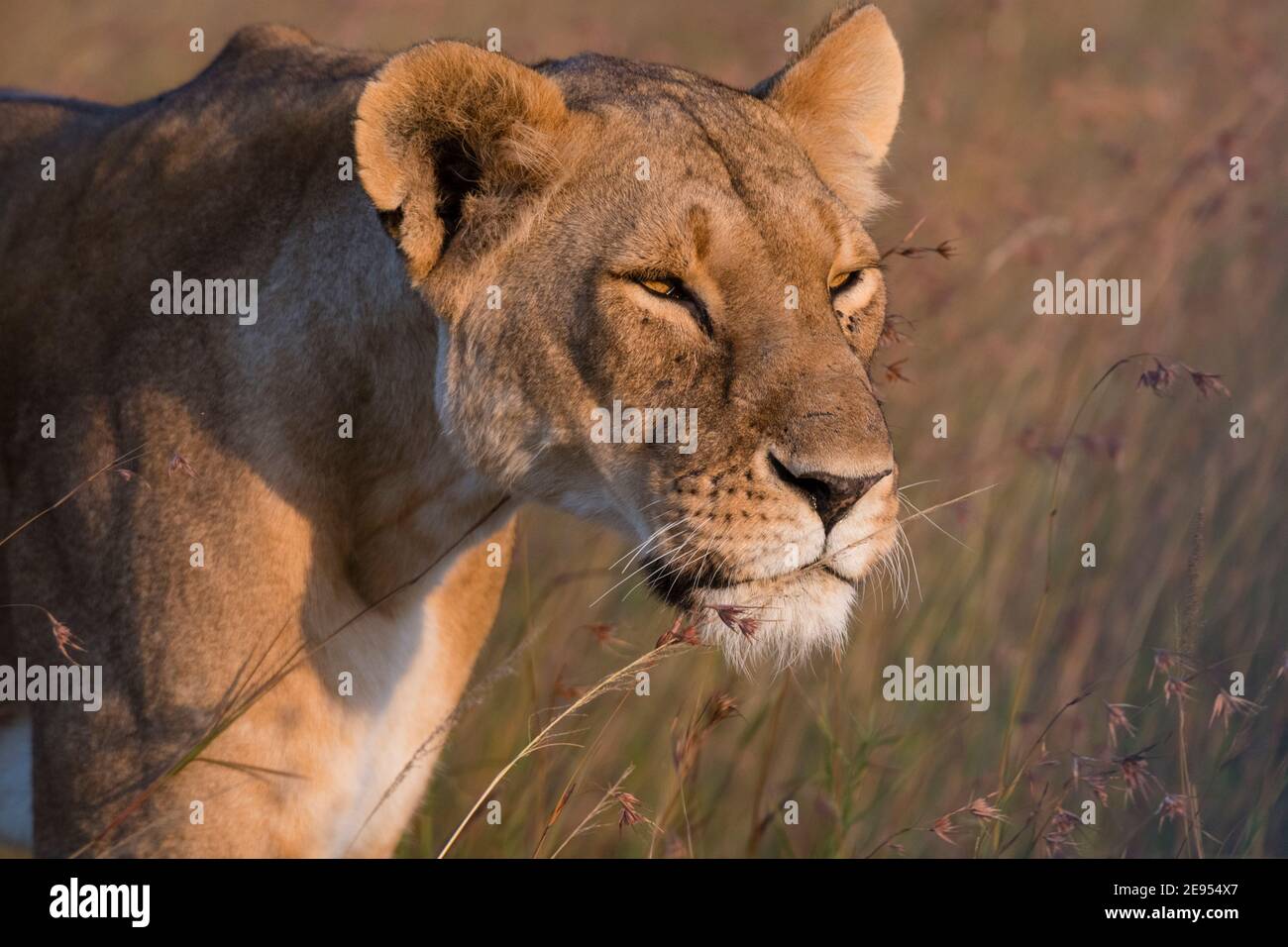 Lioness (Panthera leo), Masai Mara, Kenya Stock Photo - Alamy