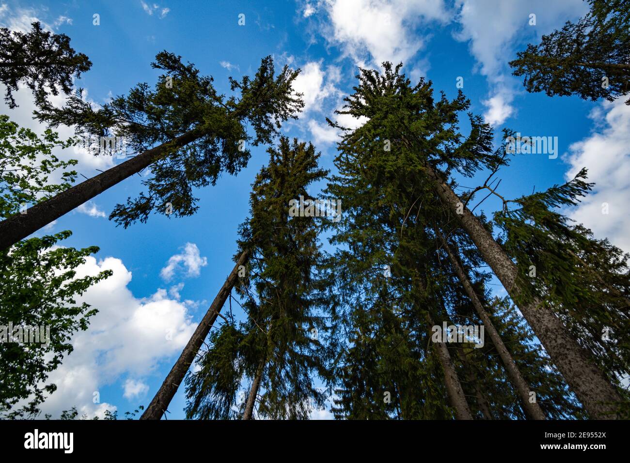 Pine trees in the Thuringian Forest Stock Photo