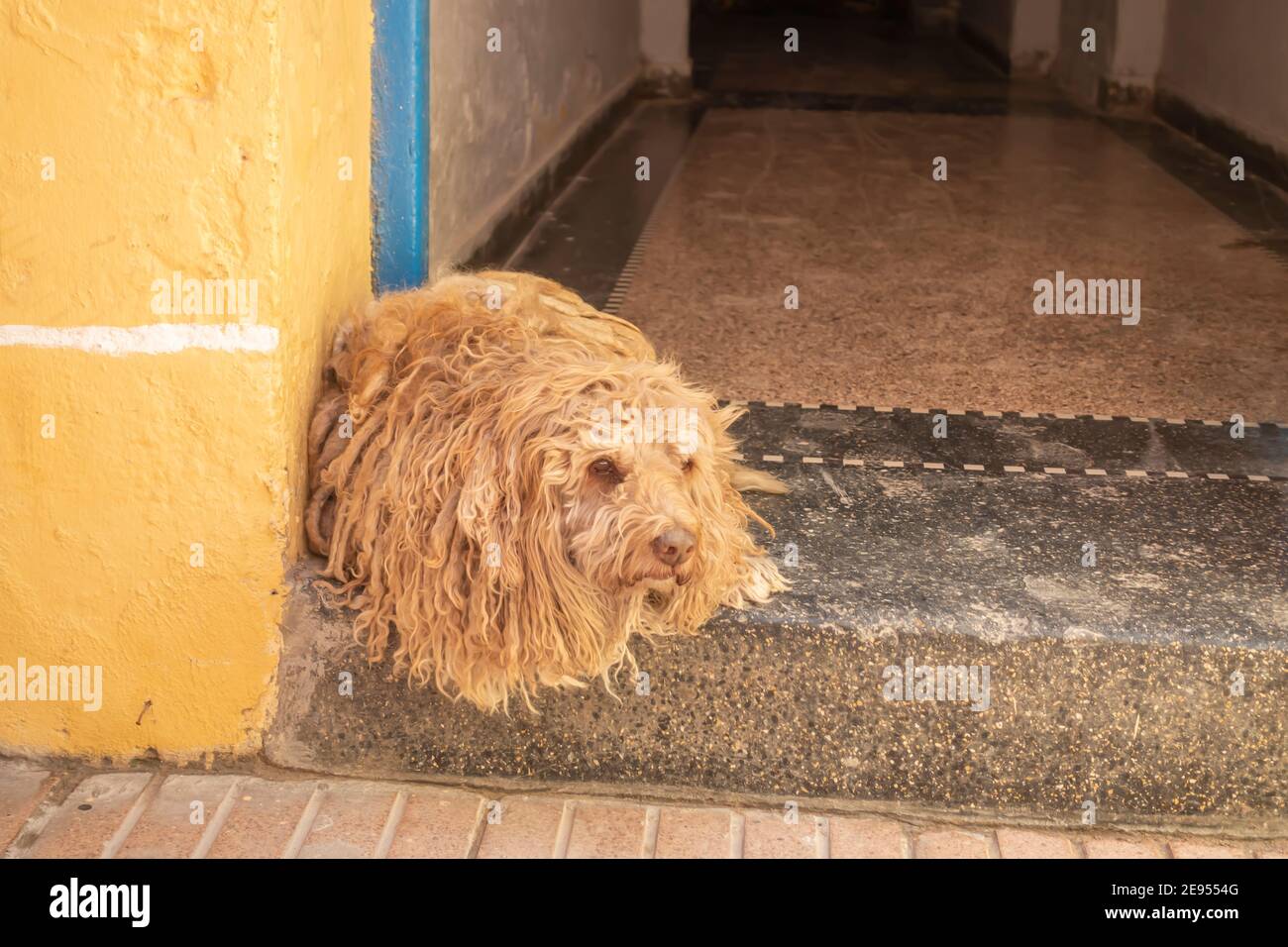 Dog with long fur waiting at the entrance of the house in Morocco Stock Photo