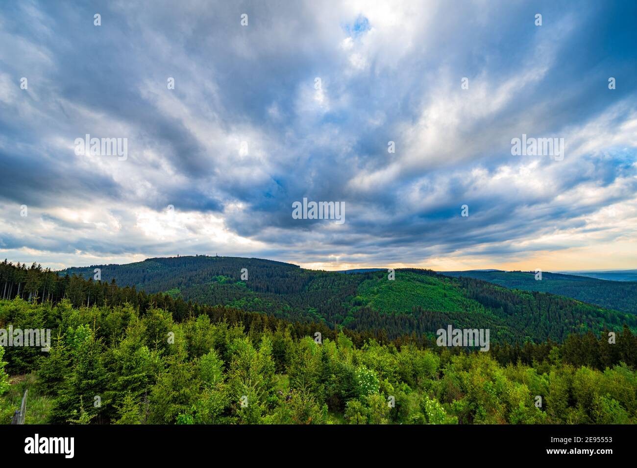 Pine trees in the Thuringian Forest Stock Photo