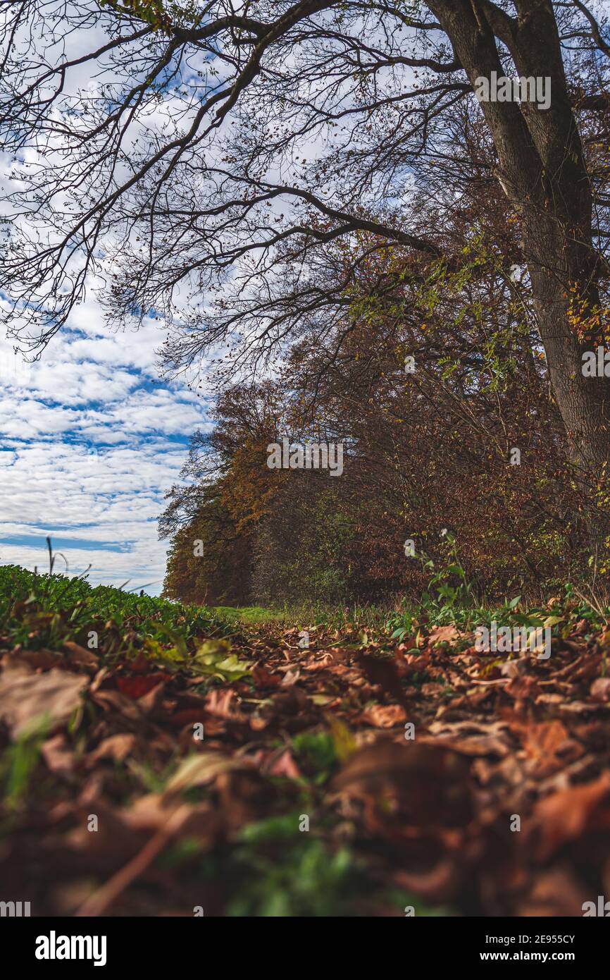 Autumn forest path with colorful foliage Stock Photo - Alamy