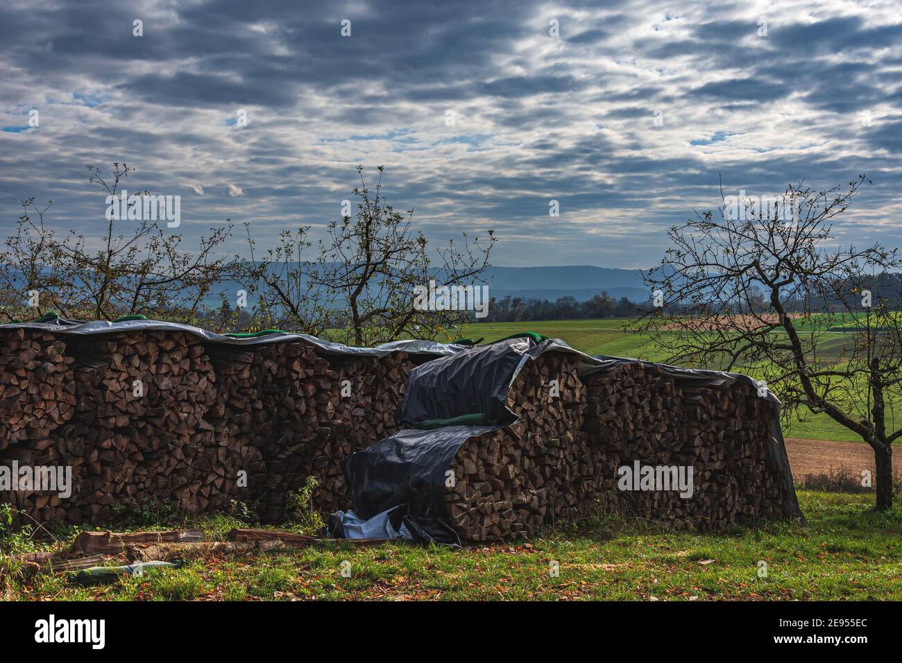 Covered pile of firewood in a meadow Stock Photo