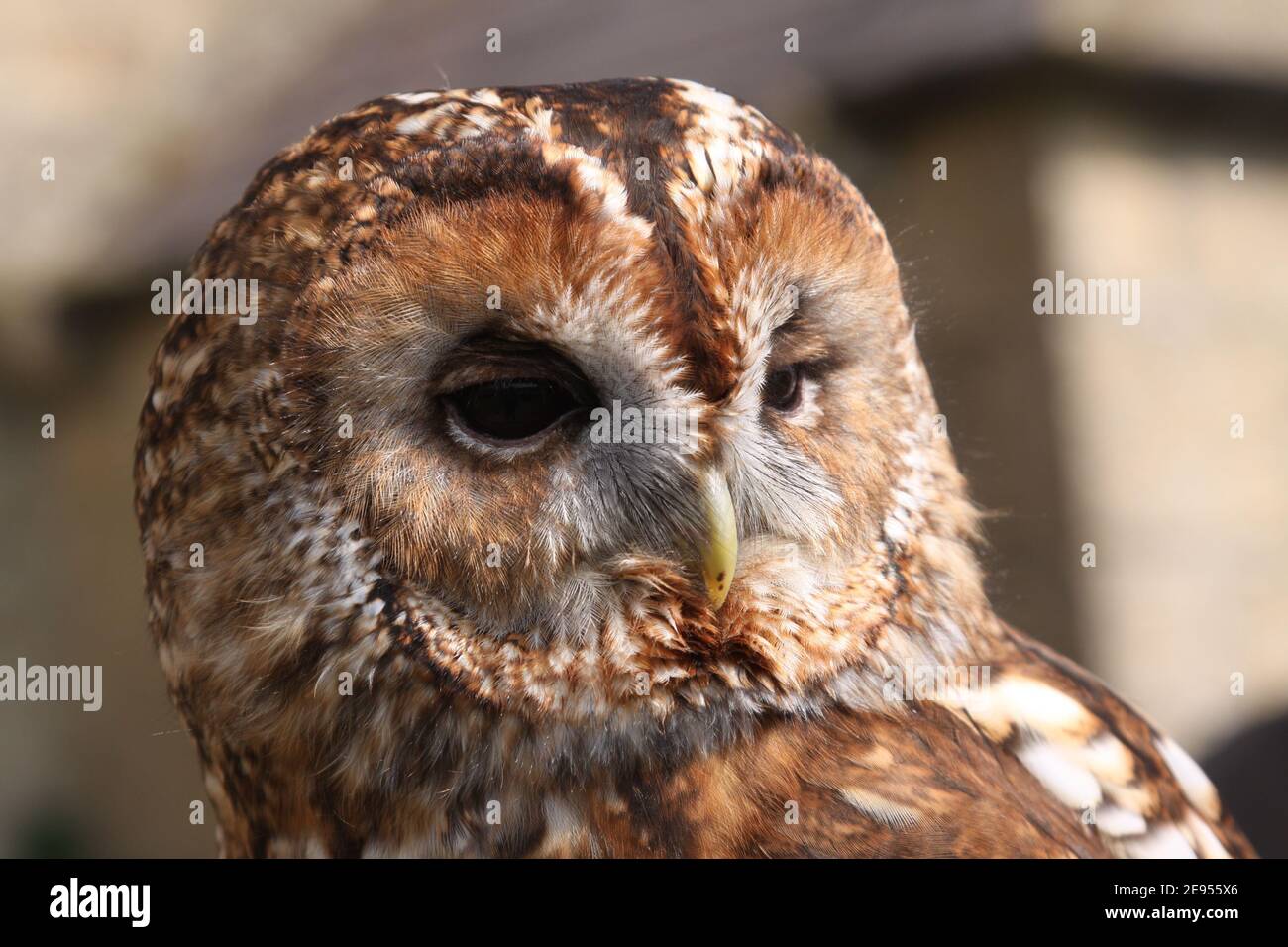Tawny Owl in the UK Stock Photo Alamy