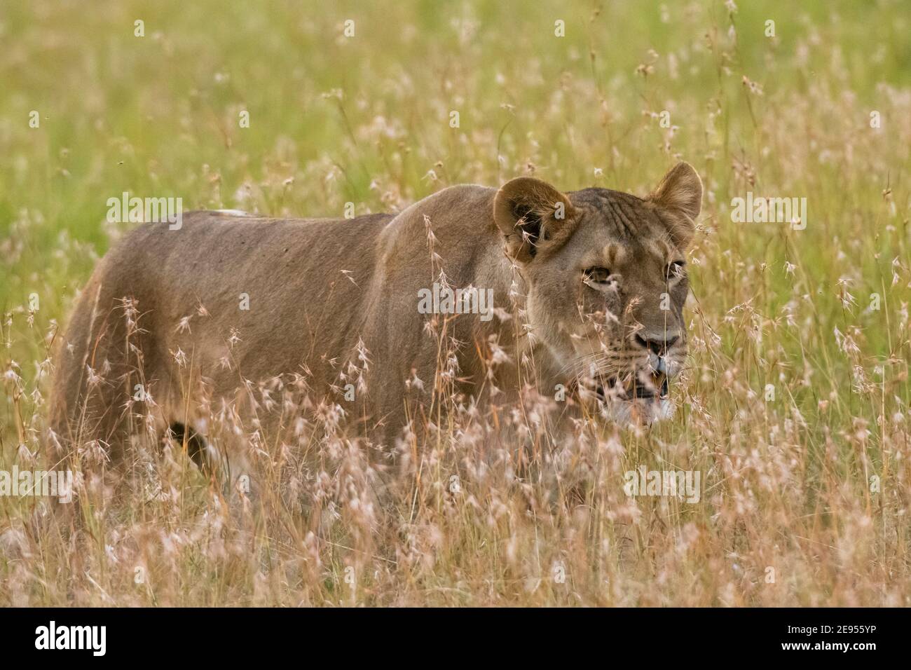 Lioness (Panthera leo), Masai Mara, Kenya Stock Photo - Alamy