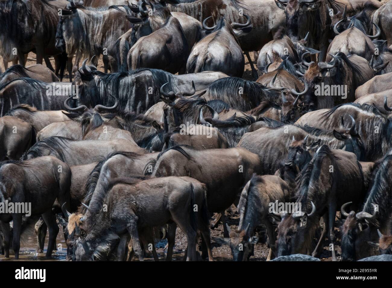 Eastern white-bearded wildebeest (Connochaetes taurinus albojubatus) on ...