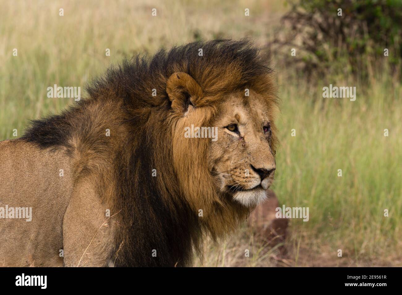 Lion (Panthera leo), Masai Mara, Kenya Stock Photo - Alamy