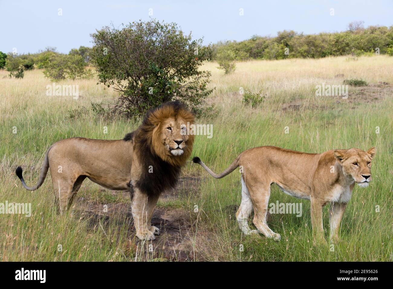 Lioness (Panthera leo) mating couple, Masai Mara, Kenya Stock Photo - Alamy