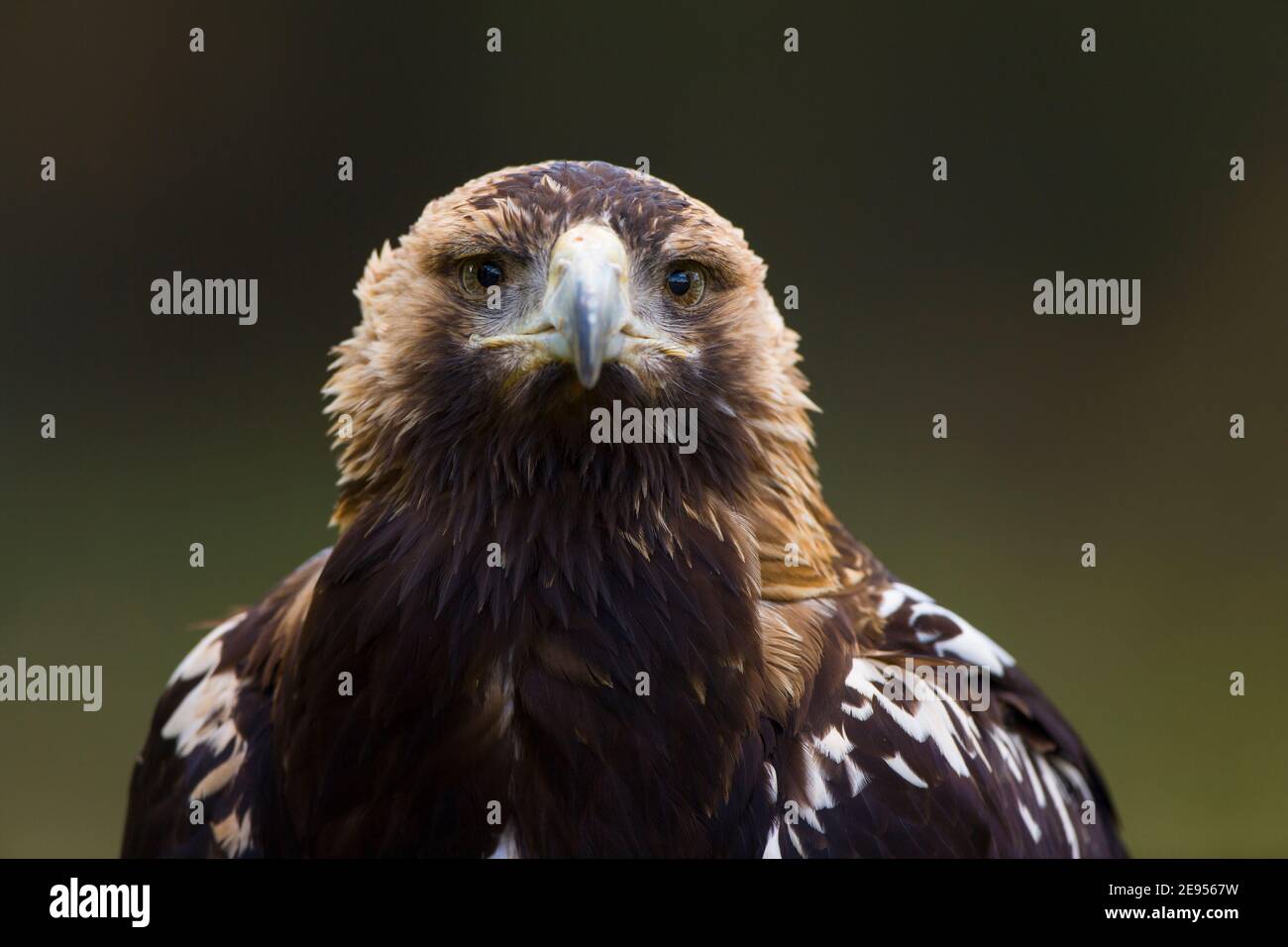 AGUILA IMPERIAL IBERICA (Aquila adalberti Stock Photo - Alamy