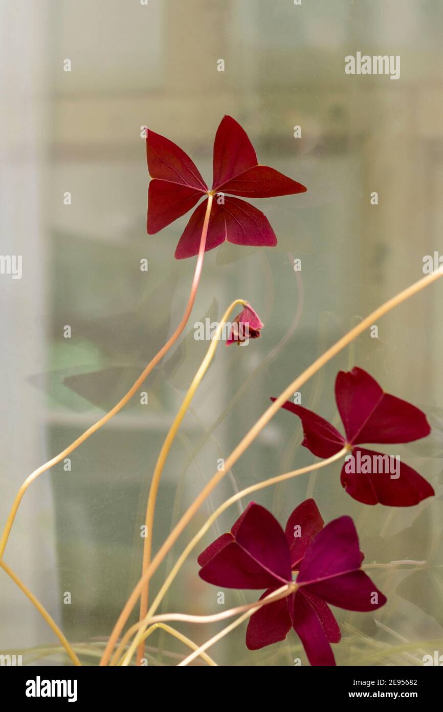 Leaves in shape of butterfly at houseplant on window. Purple oxalis, selective focus. A beautiful decoration in the interior of the room. Stock Photo