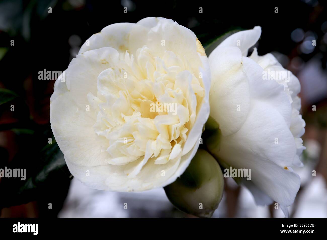 Camellia japonica 'Brushfields Yellow' Brushfield's Yellow camellia  white  outer petals and cream pale yellow ruffled centre, February, England, UK  Stock Photo - Alamy