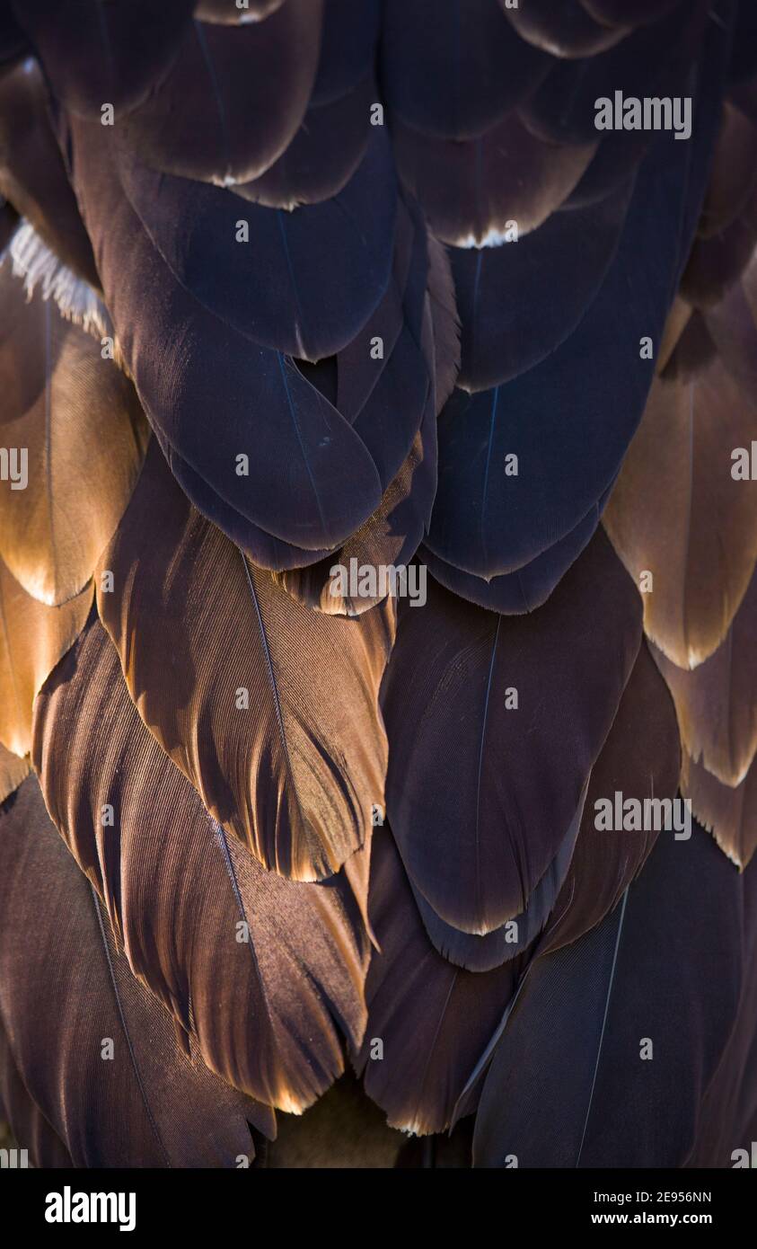 AGUILA IMPERIAL IBERICA (Aquila adalberti Stock Photo Alamy