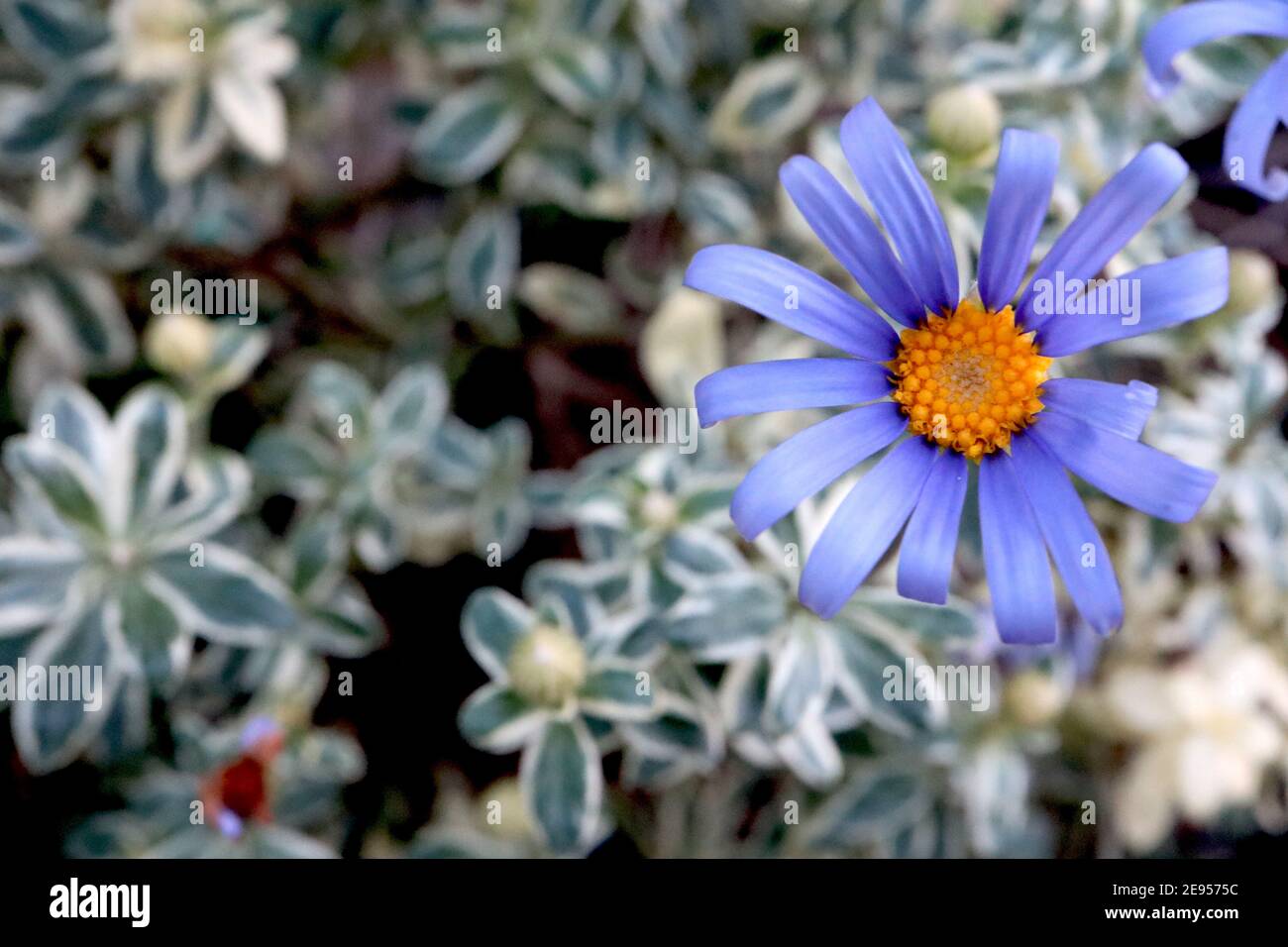 Felicia amelloides ‘Santa Anita Variegated’ Blue Daisy variegated – blue daisy-like flowers and variegated leaves,  February, England, UK Stock Photo