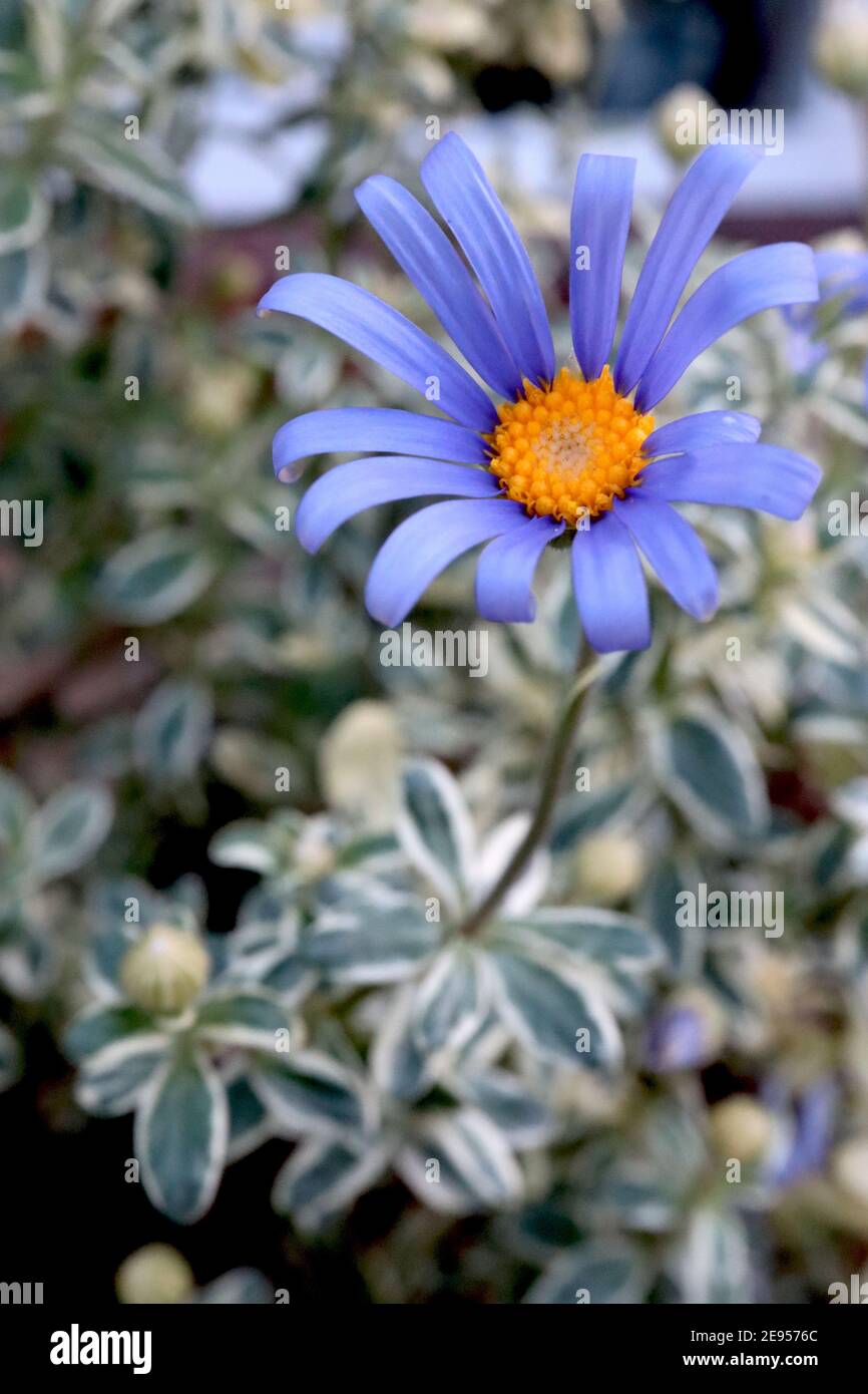 Felicia amelloides ‘Santa Anita Variegated’ Blue Daisy variegated – blue daisy-like flowers and variegated leaves,  February, England, UK Stock Photo