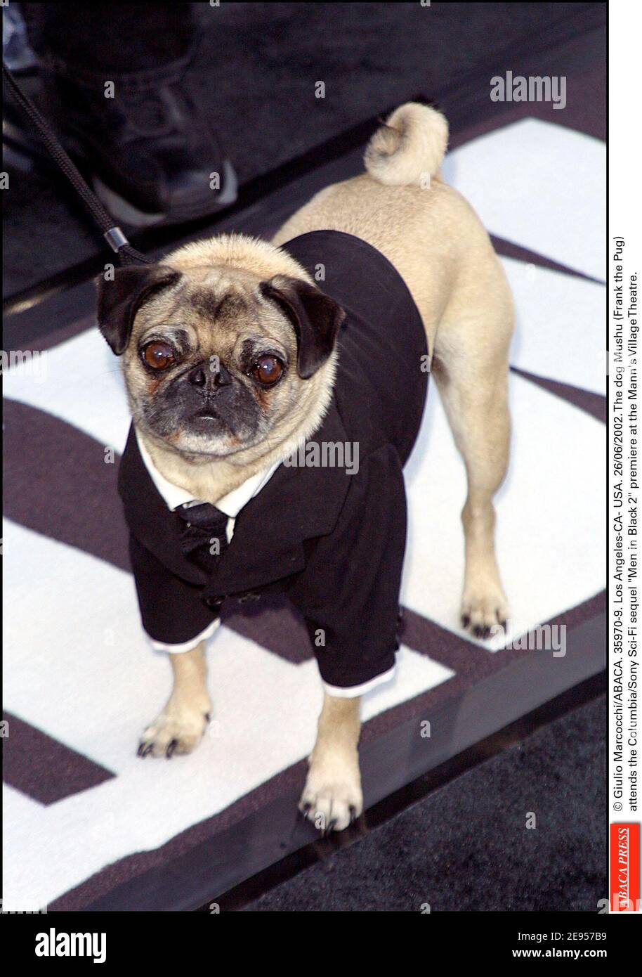 Giulio Marcocchi/ABACA. 35970-9. Los Angeles-CA- USA. 26/06/2002. The dog  Mushu (Frank the Pug) attends the Columbia/Sony Sci-Fi sequel Men in Black  2 premiere at the Mann's Village Theatre Stock Photo -