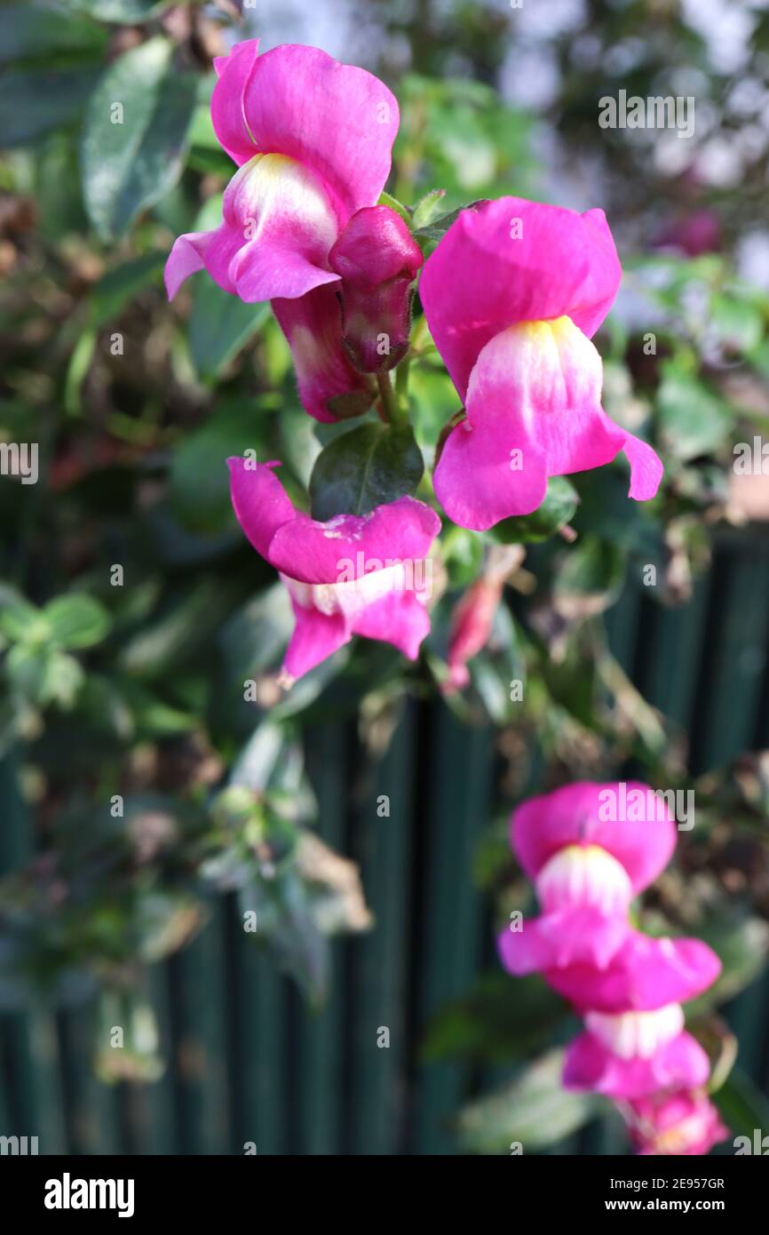Antirrhinum majus ‘Kim Purple and White’ (Kim Series) Kim Purple and White snapdragon – cerise flowers with white and yellow mouth,  February, England Stock Photo