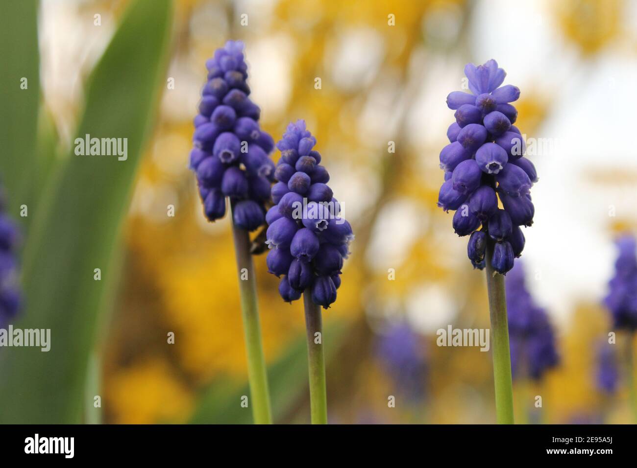 three blue grape hyacinths closeup in the flower garden with a yellow and green background of forsythia and plants in springtime Stock Photo