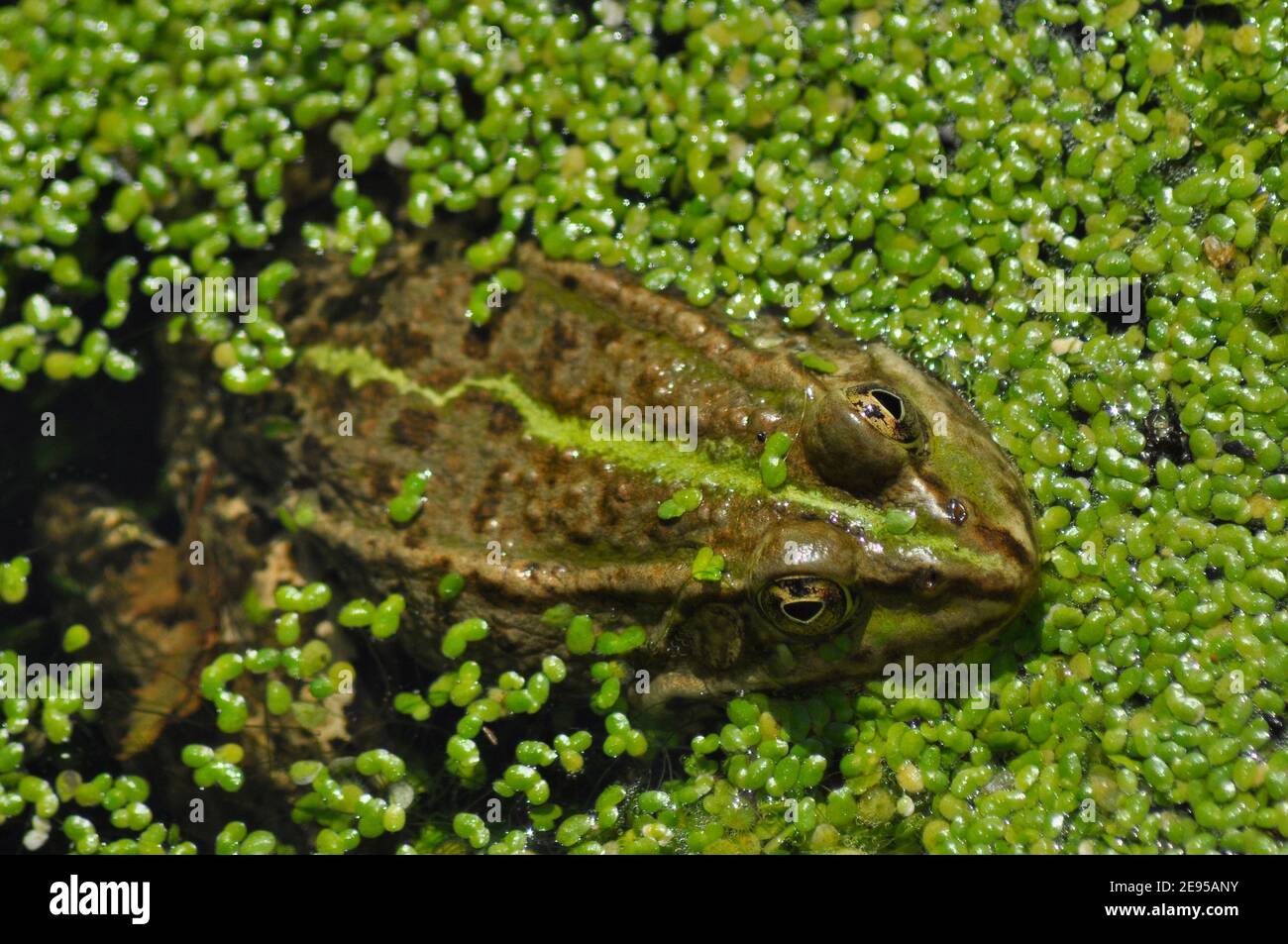 Natterjack Toad, Epidalea calamita,with distinctive marking surrounded by lesser duck weed. New Forest, Hampshire,UK Stock Photo