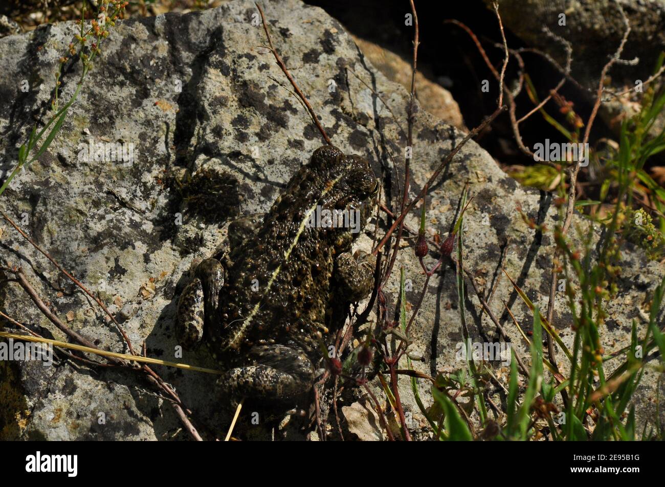 Natterjack Toad, Epidalea calamita,with distinctive marking, New Forest, Hampshire,UK Stock Photo