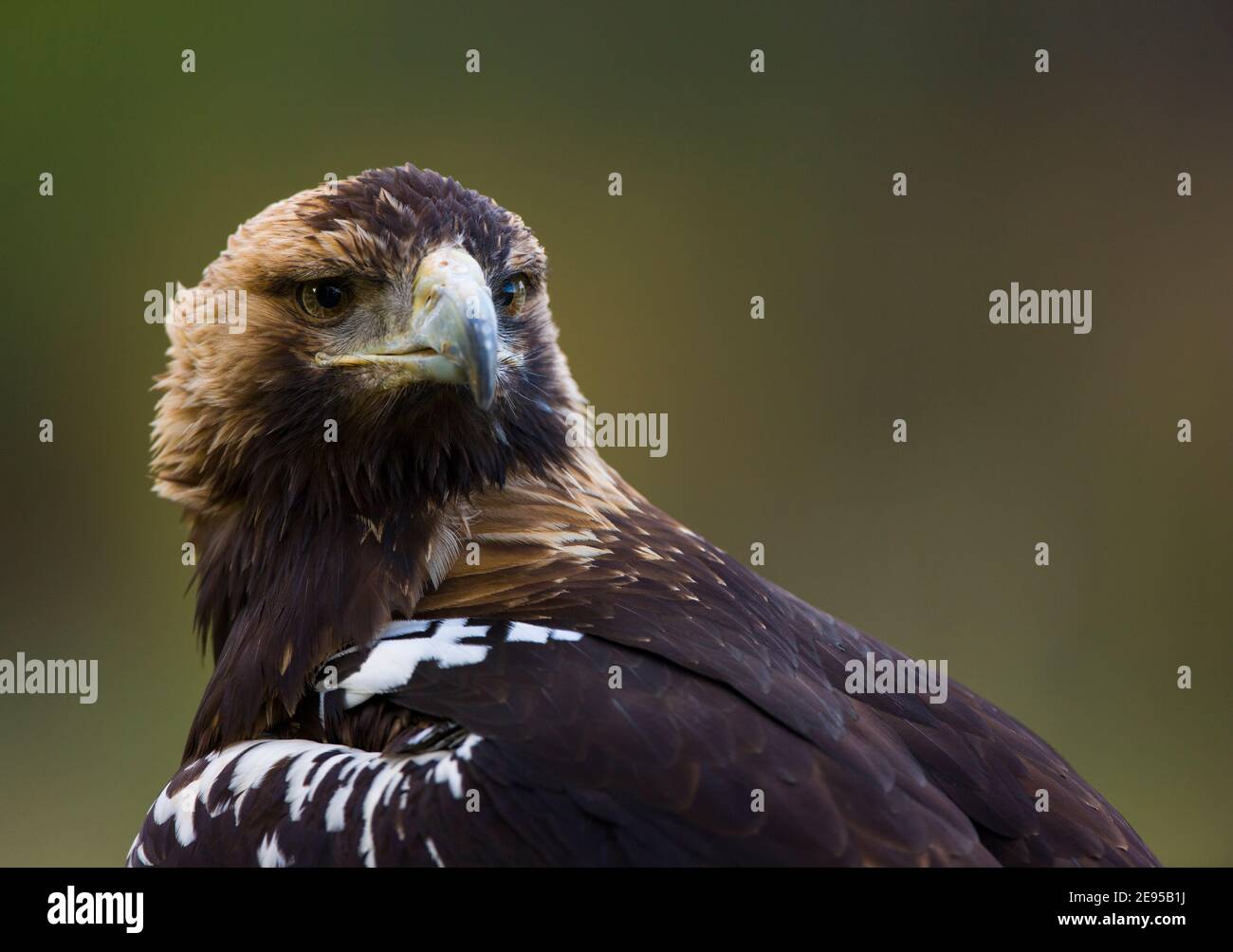 AGUILA IMPERIAL IBERICA- SPANISH IMPERIAL EAGLE Eagle (Aquila adalberti ...