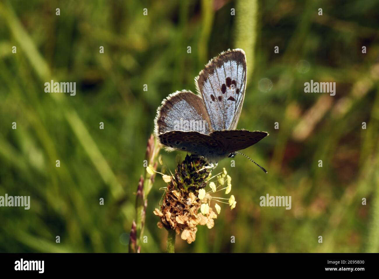 Large Blue Butterfly,' Glaucopsyche arion' at Collard Hill in Somerset Stock Photo