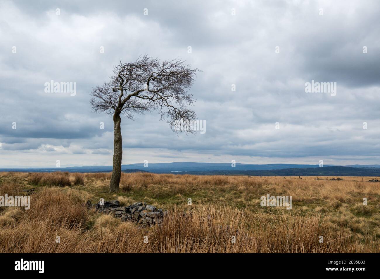 A single wind blown tree on the West Pennine Moors Stock Photo