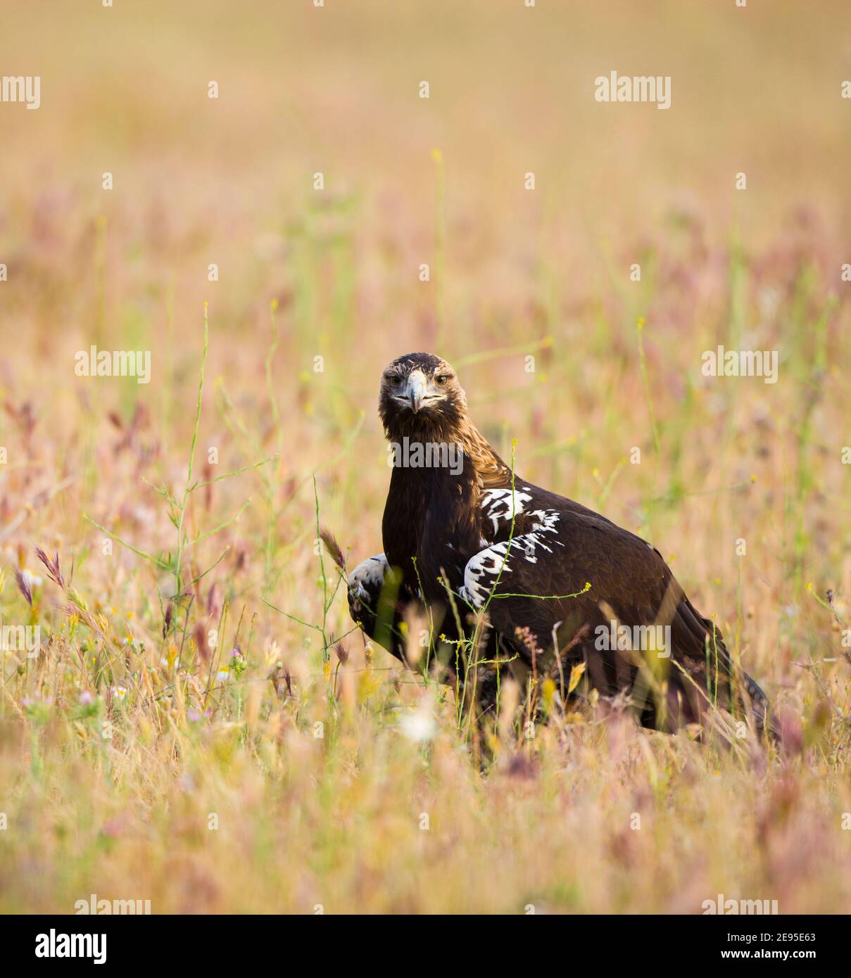 AGUILA IMPERIAL IBERICA- SPANISH IMPERIAL EAGLE Eagle (Aquila adalberti ...