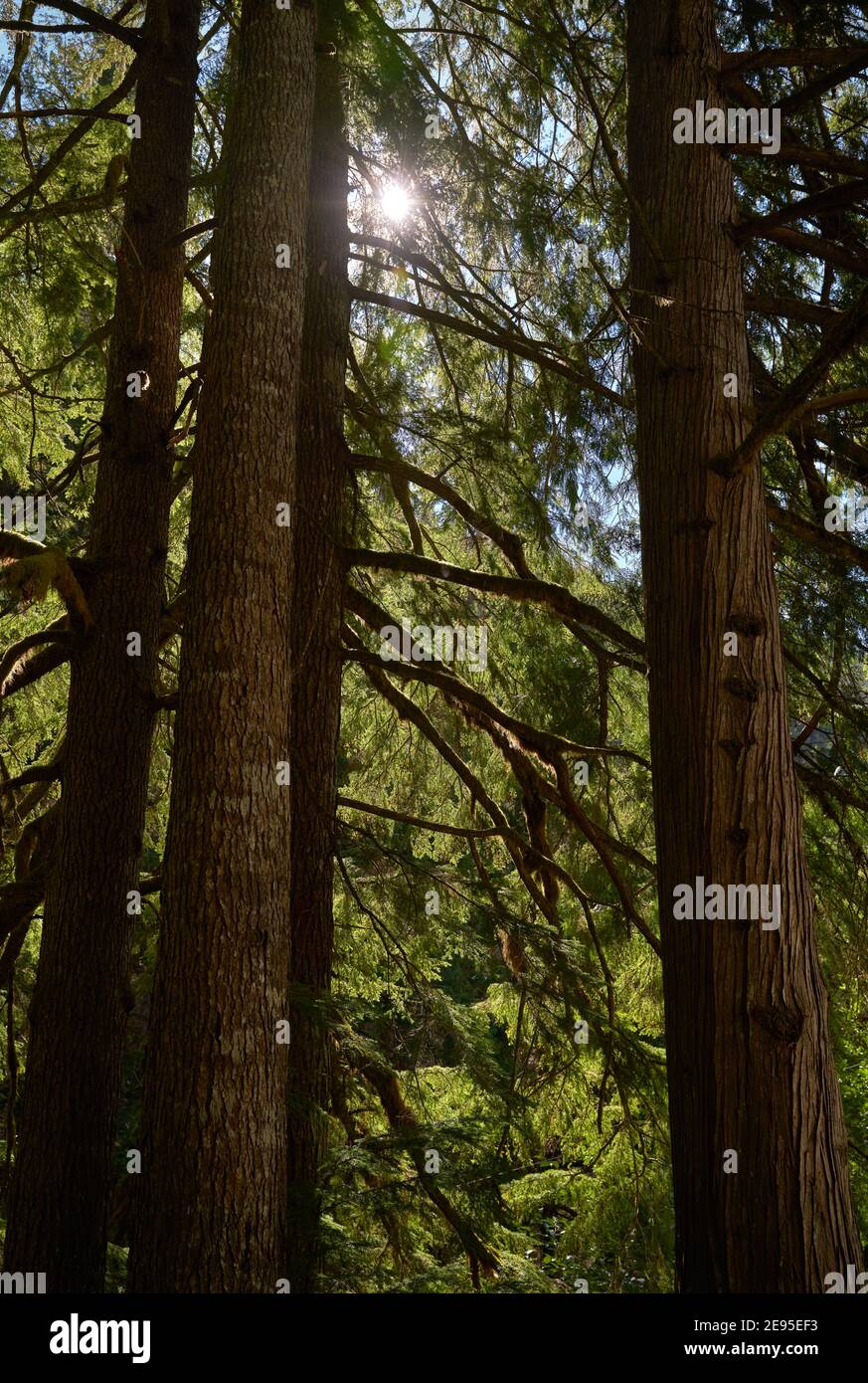Pacific Northwest Tall Trees in Forest. Tall trees in a lush temperate