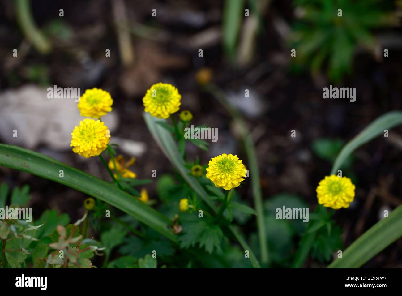 Ranunculus montanus,Fully double yellow flowers with a green center,double yellow flowers,flowering,spring in the garden,RM Floral Stock Photo