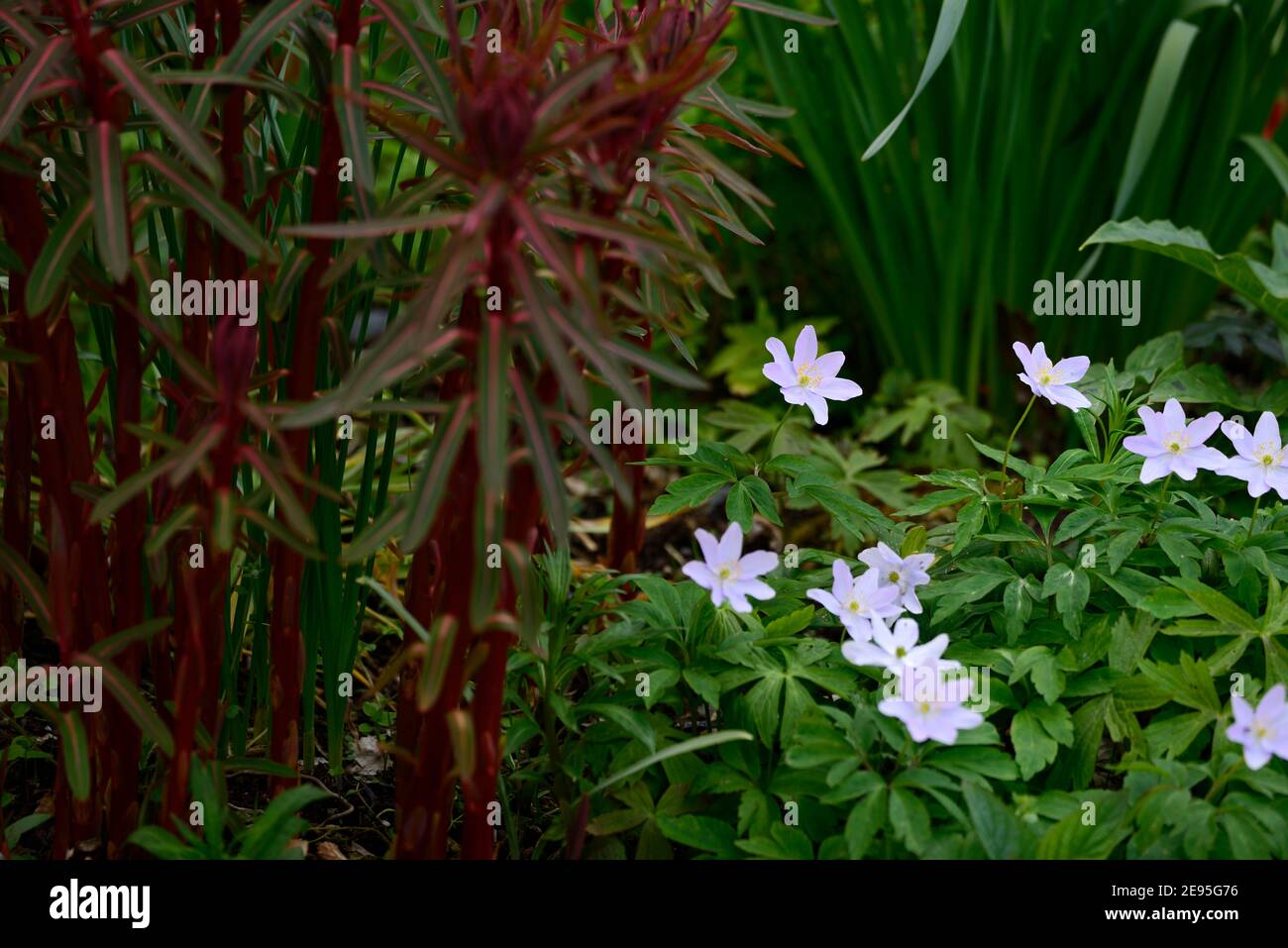 Anemone nemorosa Robinsoniana,wood anemone Robinsoniana,euphorbia