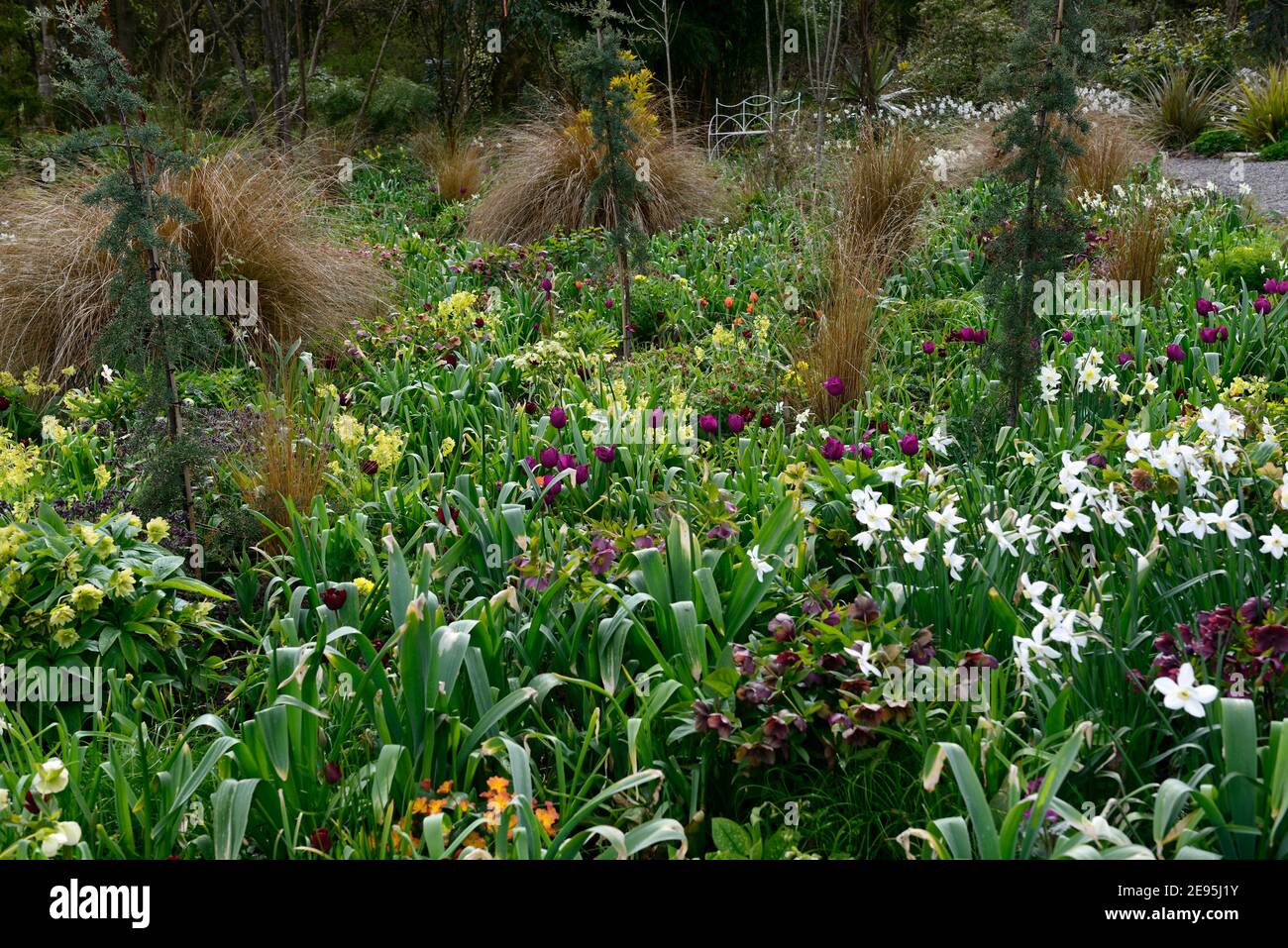 narcissus polar ice,primula elatior,hellebores,tulipa recreado,Chionochloa rubra,red tussock grass,grasses and bulbs,mixed bed,mixed spring border,mix Stock Photo