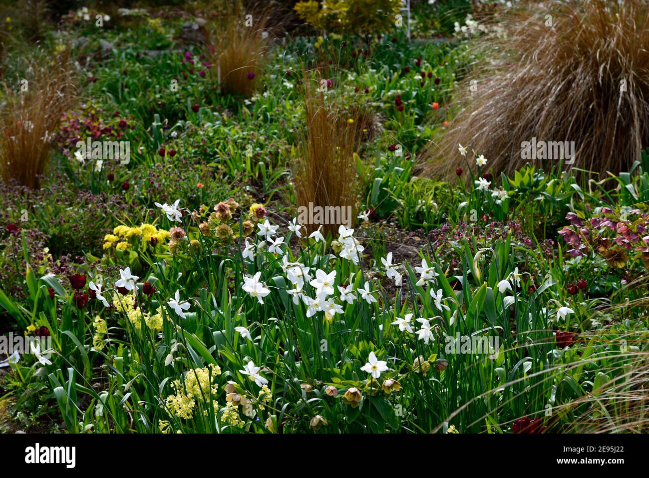 narcissus polar ice,primula elatior,hellebores,tulipa jan reus,Chionochloa rubra,red tussock grass,grasses and bulbs,mixed bed,mixed spring border,mix Stock Photo