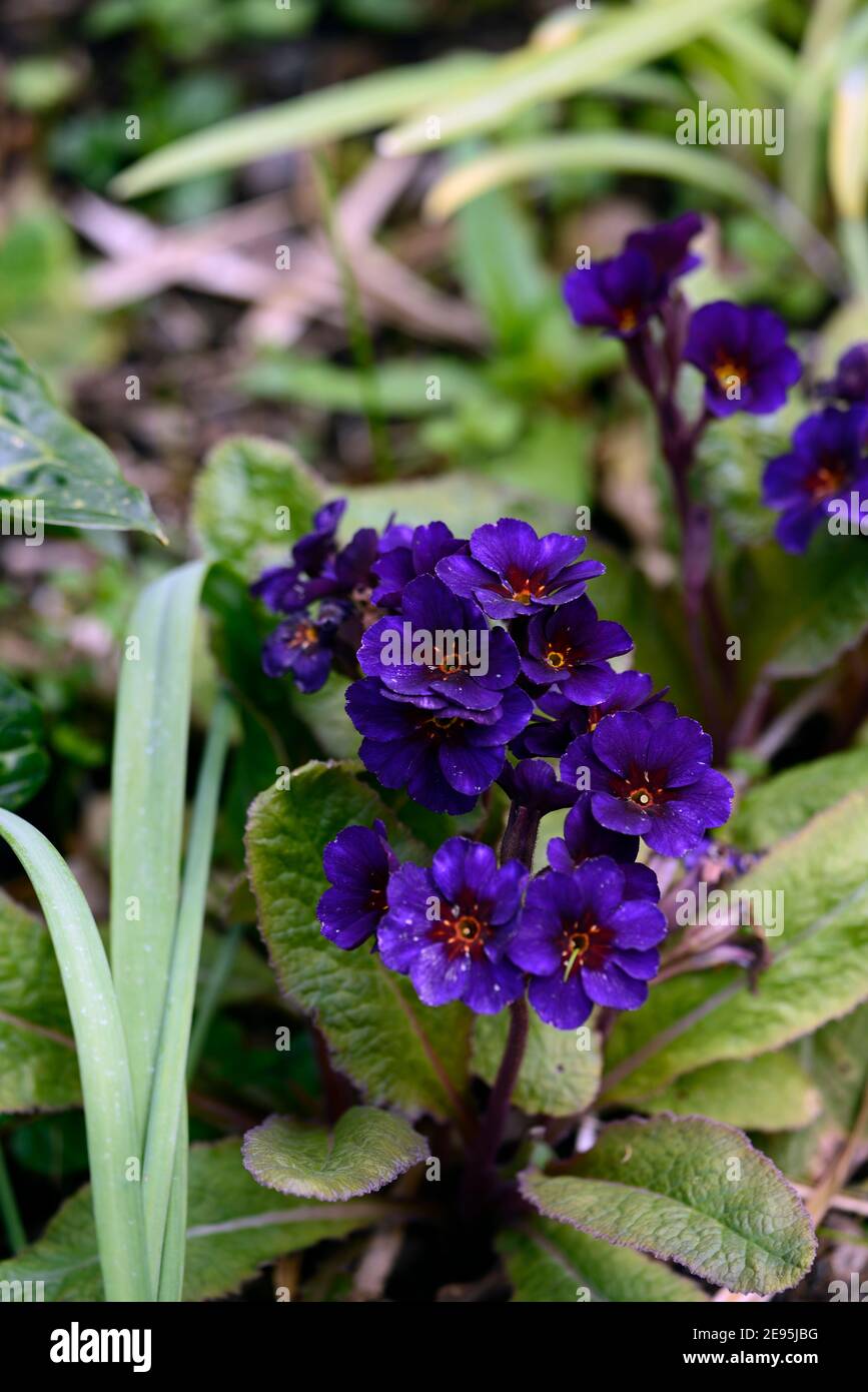 Primula Amethyst Cowichan,polyanthus primula,amethyst violet flowers,flowering,spring in the garden,RM floral Stock Photo