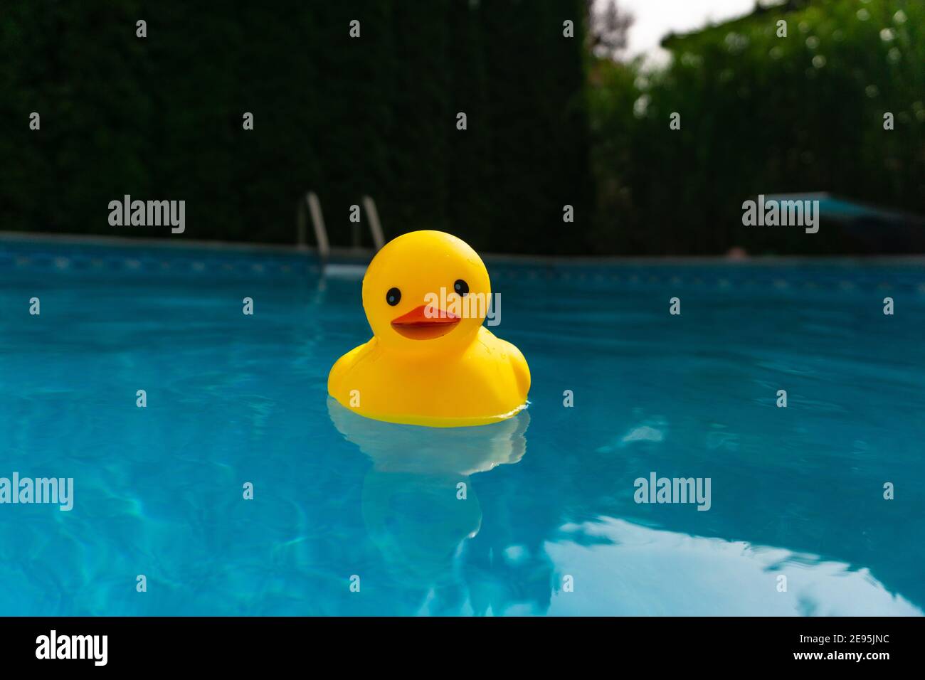 zoon Caius Zwitsers Rubber ducky afloat in a backyard swimming pool on a sunny day Stock Photo - Alamy zoon Caius Zwitsers Rubber ducky afloat in a backyard swimming pool on a sunny day Stock Photo - Alamy