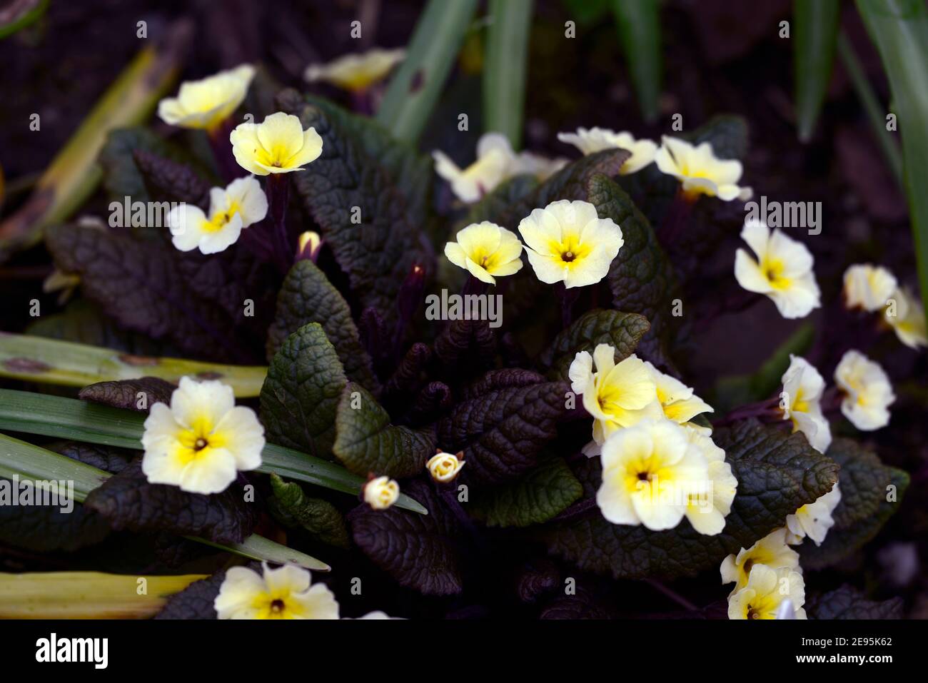 Primula Maisie Michael,flowering,cream flowers,glossy dark red-brown foliage,dark leaves,dark leaved primrose,spring in the garden,RM floral Stock Photo