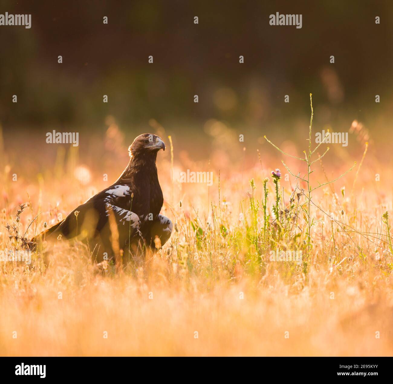 AGUILA IMPERIAL IBERICA (Aquila adalberti Stock Photo Alamy
