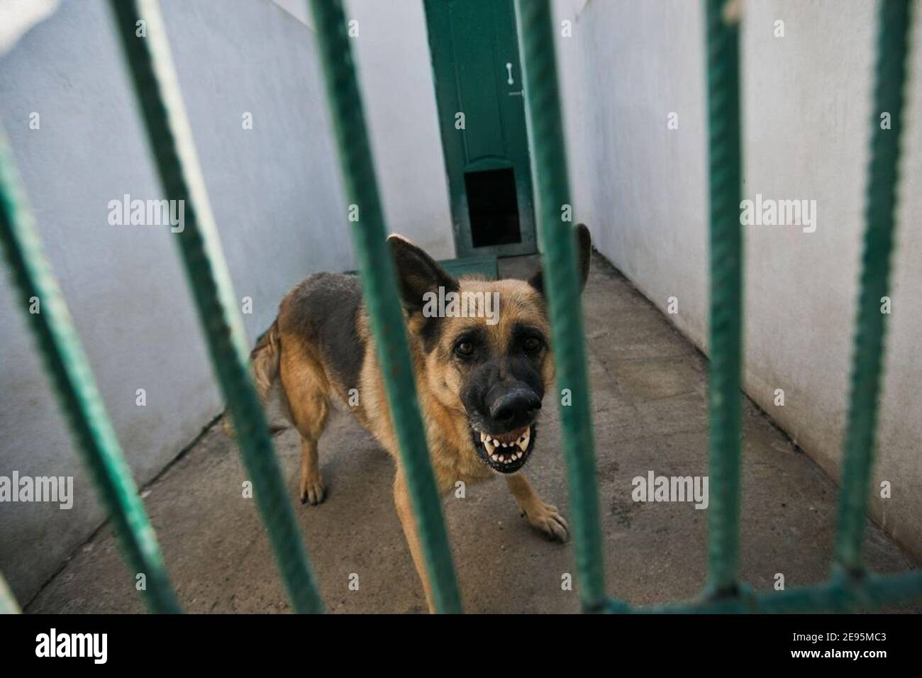 The Wicked Shepherd is behind bars. Dog cage in the kennel Stock Photo