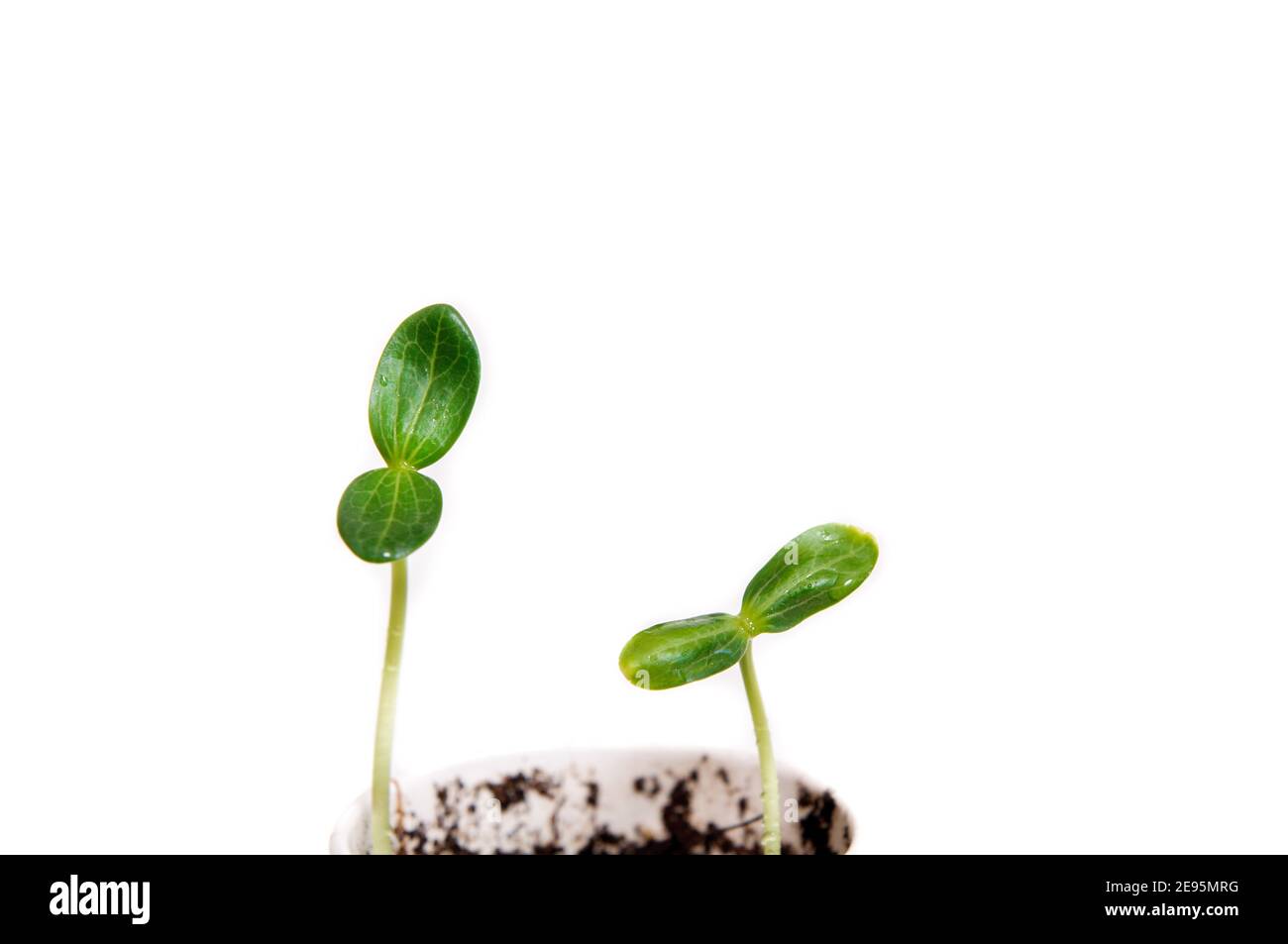 green baby plant. Business growth concept, personality. Stock Photo