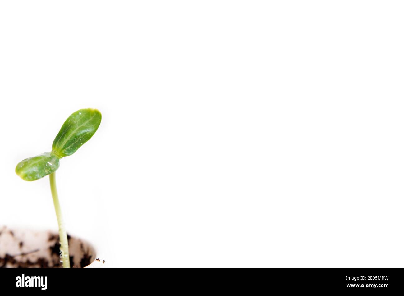 green baby plant. Business growth concept, personality. Stock Photo
