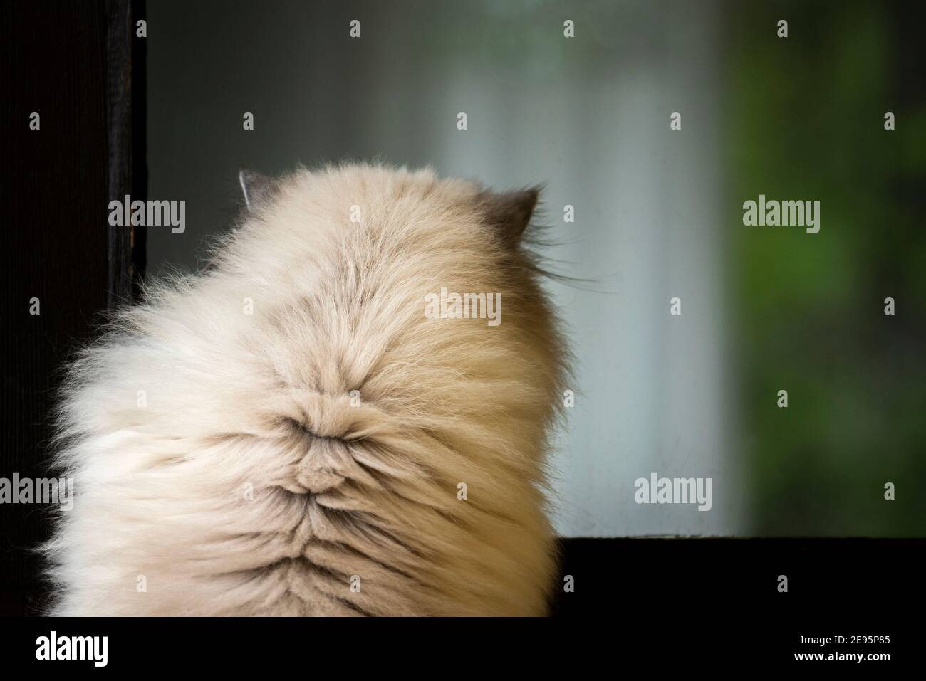 Lovely adult Ragdoll Cat looking inside house window Stock Photo