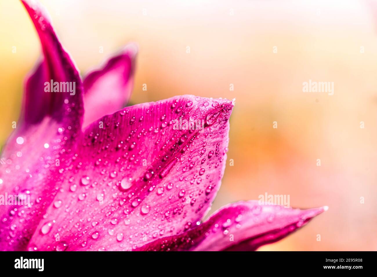 purple tulip flower bouquet close up still on a Pink background.After the rain, spring drops of dew. Nature, macro petal flower, close up. Fresh Stock Photo