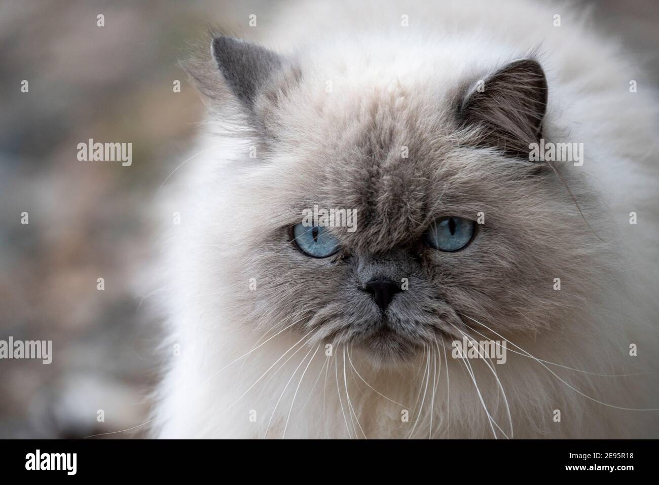Lovely adult Ragdoll Cat with curious Blue Eyes and fluffy white fur Looking at the camera with tilted head. Stock Photo