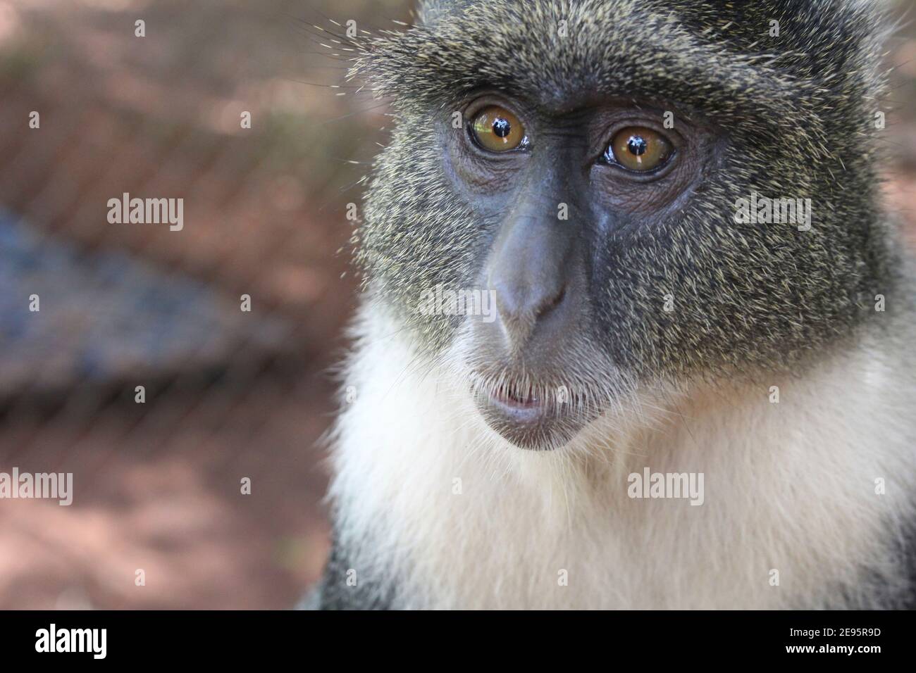 Deep monkey eyes Stock Photo