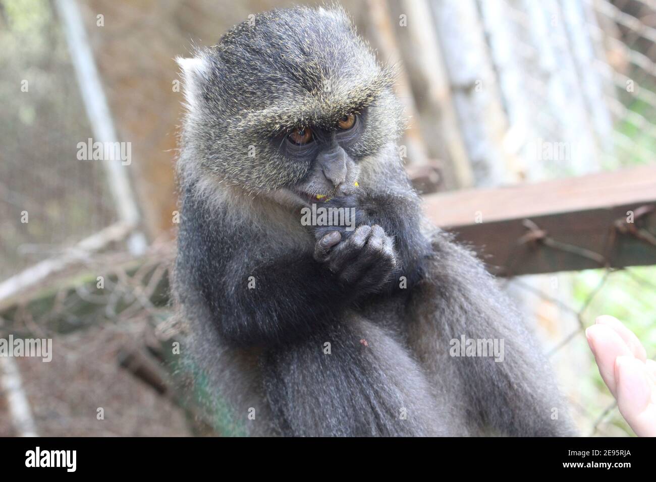 Rescue Monkey eating a snack Stock Photo